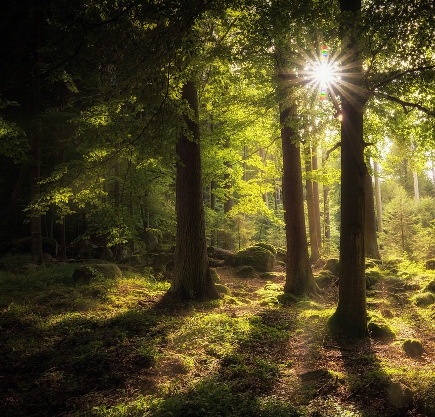 A calming forest perfect for energy healing